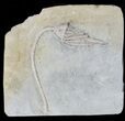 Detailed, Macrocrinus Crinoid With Stem - Indiana #57030-1